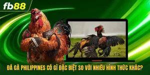 Đá Gà Philippines Có Gì Đặc Biệt So Với Nhiều Hình Thức Khác?